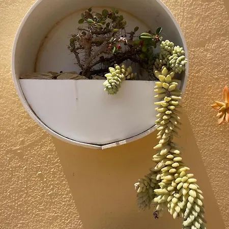 Διαμέρισμα Eco House Golfinhos