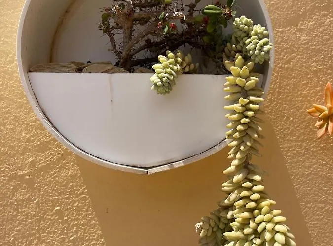 アパート Eco House Golfinhos